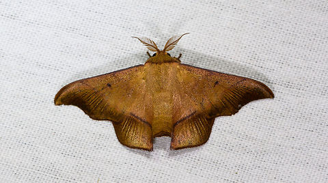 Alheita pulla, La Isla Escondida, Colombia  Alheita pulla,Colombia,Colombia 2018,Colombia South,Fall,Geotagged,La Isla Escondida,Putumayo,South America,World
