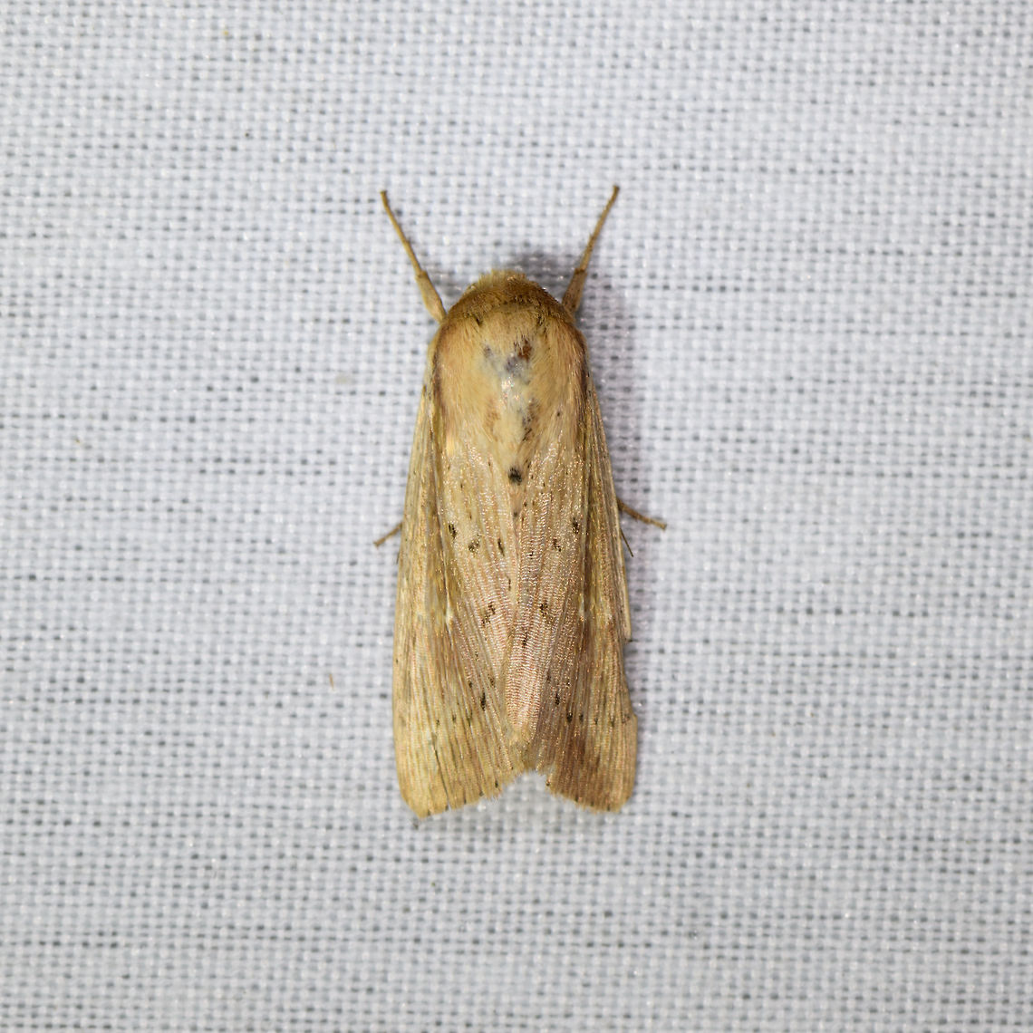 Leucania sp., La Isla Escondida, Colombia  Colombia,Colombia 2018,Colombia South,Fall,Geotagged,La Isla Escondida,Putumayo,South America,World