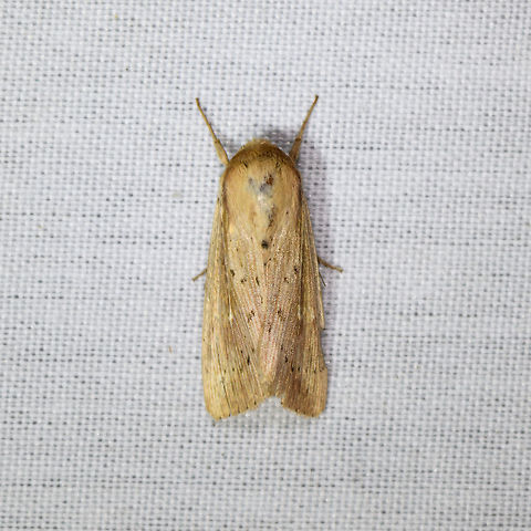 Leucania sp., La Isla Escondida, Colombia  Colombia,Colombia 2018,Colombia South,Fall,Geotagged,La Isla Escondida,Putumayo,South America,World
