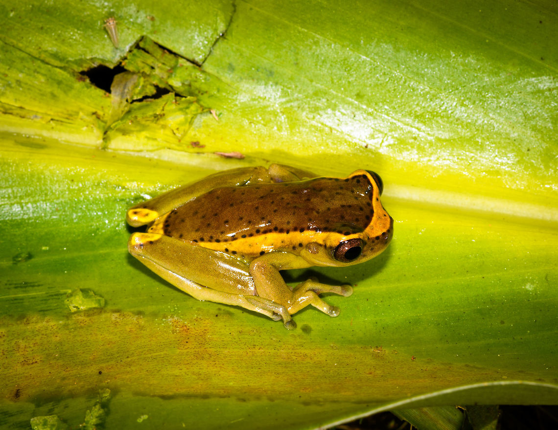 Upper Amazon treefrog - body, La Isla Escondida, Colombia <figure class="photo"><a href="https://www.jungledragon.com/image/70582/upper_amazon_treefrog_la_isla_escondida_colombia.html" title="Upper Amazon treefrog, La Isla Escondida, Colombia"><img src="https://s3.amazonaws.com/media.jungledragon.com/images/2/70582_thumb.jpg?AWSAccessKeyId=05GMT0V3GWVNE7GGM1R2&Expires=1767225610&Signature=xNVTlbPiGXBCEWXefB11Qz6V7r8%3D" width="200" height="134" alt="Upper Amazon treefrog, La Isla Escondida, Colombia https://www.jungledragon.com/image/70580/upper_amazon_treefrog_-_body_la_isla_escondida_colombia.html<br />
https://www.jungledragon.com/image/70581/upper_amazon_treefrog_-_closeup_la_isla_escondida_colombia.html Colombia,Colombia 2018,Colombia South,Dendropsophus bifurcus,Fall,Geotagged,La Isla Escondida,Putumayo,South America,World" /></a></figure><br />
<figure class="photo"><a href="https://www.jungledragon.com/image/70581/upper_amazon_treefrog_-_closeup_la_isla_escondida_colombia.html" title="Upper Amazon treefrog - closeup, La Isla Escondida, Colombia"><img src="https://s3.amazonaws.com/media.jungledragon.com/images/2/70581_thumb.jpg?AWSAccessKeyId=05GMT0V3GWVNE7GGM1R2&Expires=1767225610&Signature=7PnTFUJKI%2FoG2vHXm0JkCKz6JjA%3D" width="200" height="200" alt="Upper Amazon treefrog - closeup, La Isla Escondida, Colombia https://www.jungledragon.com/image/70580/upper_amazon_treefrog_-_body_la_isla_escondida_colombia.html<br />
https://www.jungledragon.com/image/70582/upper_amazon_treefrog_la_isla_escondida_colombia.html Colombia,Colombia 2018,Colombia South,Dendropsophus bifurcus,Fall,Geotagged,La Isla Escondida,Putumayo,South America,Upper Amazon treefrog,World" /></a></figure> Colombia,Colombia 2018,Colombia South,Dendropsophus bifurcus,Fall,Geotagged,La Isla Escondida,Putumayo,South America,Upper Amazon treefrog,World