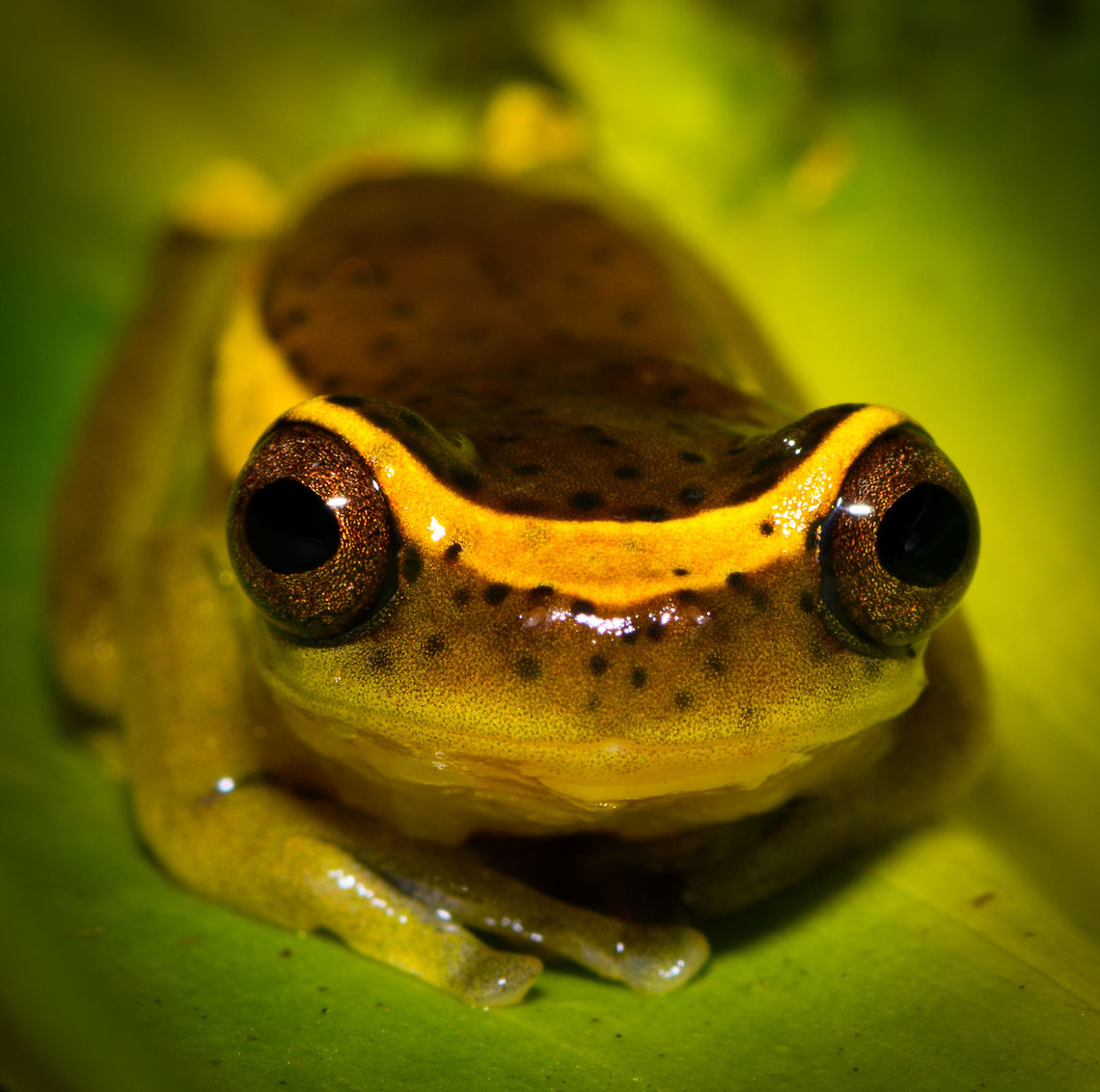 Upper Amazon treefrog - closeup, La Isla Escondida, Colombia <figure class="photo"><a href="https://www.jungledragon.com/image/70580/upper_amazon_treefrog_-_body_la_isla_escondida_colombia.html" title="Upper Amazon treefrog - body, La Isla Escondida, Colombia"><img src="https://s3.amazonaws.com/media.jungledragon.com/images/2/70580_thumb.jpg?AWSAccessKeyId=05GMT0V3GWVNE7GGM1R2&Expires=1767225610&Signature=X%2FBUBlykW0b7cVZ2mMeIrpiBHW0%3D" width="200" height="156" alt="Upper Amazon treefrog - body, La Isla Escondida, Colombia https://www.jungledragon.com/image/70582/upper_amazon_treefrog_la_isla_escondida_colombia.html<br />
https://www.jungledragon.com/image/70581/upper_amazon_treefrog_-_closeup_la_isla_escondida_colombia.html Colombia,Colombia 2018,Colombia South,Dendropsophus bifurcus,Fall,Geotagged,La Isla Escondida,Putumayo,South America,Upper Amazon treefrog,World" /></a></figure><br />
<figure class="photo"><a href="https://www.jungledragon.com/image/70582/upper_amazon_treefrog_la_isla_escondida_colombia.html" title="Upper Amazon treefrog, La Isla Escondida, Colombia"><img src="https://s3.amazonaws.com/media.jungledragon.com/images/2/70582_thumb.jpg?AWSAccessKeyId=05GMT0V3GWVNE7GGM1R2&Expires=1767225610&Signature=xNVTlbPiGXBCEWXefB11Qz6V7r8%3D" width="200" height="134" alt="Upper Amazon treefrog, La Isla Escondida, Colombia https://www.jungledragon.com/image/70580/upper_amazon_treefrog_-_body_la_isla_escondida_colombia.html<br />
https://www.jungledragon.com/image/70581/upper_amazon_treefrog_-_closeup_la_isla_escondida_colombia.html Colombia,Colombia 2018,Colombia South,Dendropsophus bifurcus,Fall,Geotagged,La Isla Escondida,Putumayo,South America,World" /></a></figure> Colombia,Colombia 2018,Colombia South,Dendropsophus bifurcus,Fall,Geotagged,La Isla Escondida,Putumayo,South America,Upper Amazon treefrog,World