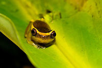 Upper Amazon treefrog, La Isla Escondida, Colombia https://www.jungledragon.com/image/70580/upper_amazon_treefrog_-_body_la_isla_escondida_colombia.html<br />
https://www.jungledragon.com/image/70581/upper_amazon_treefrog_-_closeup_la_isla_escondida_colombia.html Colombia,Colombia 2018,Colombia South,Dendropsophus bifurcus,Fall,Geotagged,La Isla Escondida,Putumayo,South America,World
