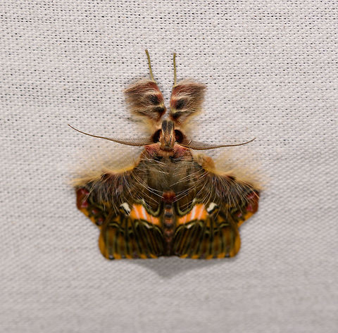 Walker's moth - top view 1, La Isla Escondida, Colombia Why pick a fashion style when you can just combine ALL fashion styles. Same species:
https://www.jungledragon.com/image/70589/moth_063_la_isla_escondida_colombia.html Colombia,Colombia 2018,Colombia South,Fall,Geotagged,La Isla Escondida,Putumayo,Sosxetra grata,South America,Walker's moth,World