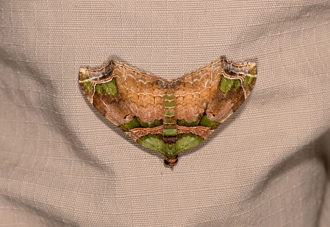 Oligopleura aulaeata, La Isla Escondida, Colombia Found on Henriette :) Colombia,Colombia 2018,Colombia South,Fall,Geotagged,La Isla Escondida,Oligopleura aulaeata,Putumayo,South America,World