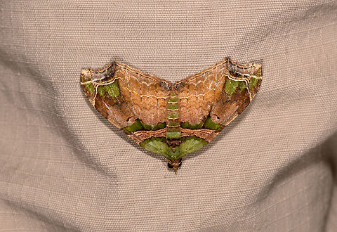 Oligopleura aulaeata, La Isla Escondida, Colombia Found on Henriette :) Colombia,Colombia 2018,Colombia South,Fall,Geotagged,La Isla Escondida,Oligopleura aulaeata,Putumayo,South America,World