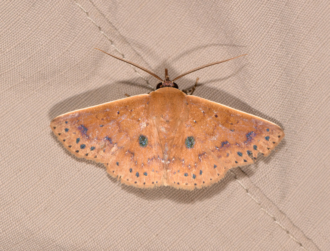 Tribe Panopodini, La Isla Escondida, Colombia Found on Henriette :) Colombia,Colombia 2018,Colombia South,Fall,Geotagged,La Isla Escondida,Putumayo,South America,World