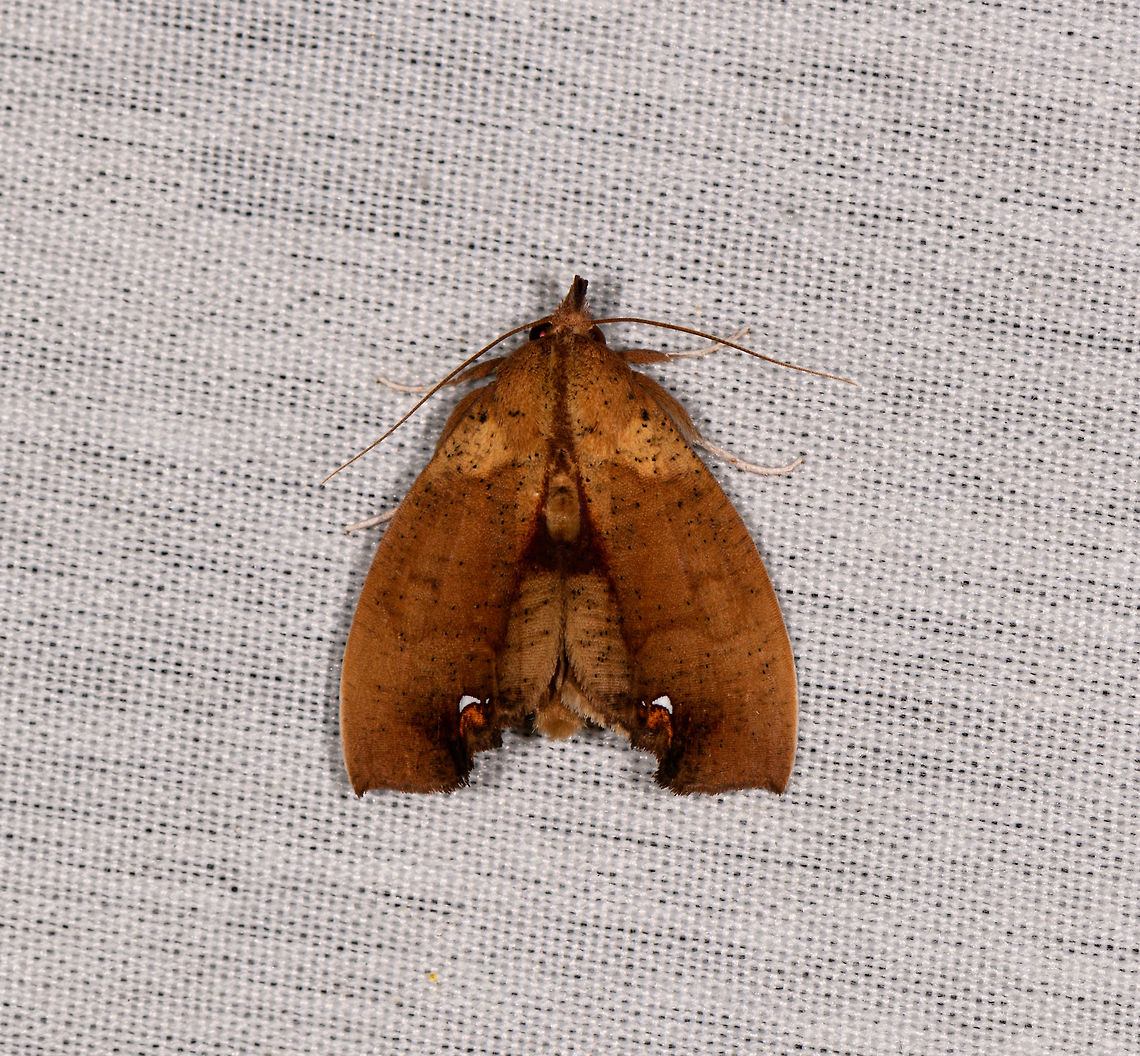 Goniapteryx servia - top view, La Isla Escondida, Colombia Side view:<br />
<figure class="photo"><a href="https://www.jungledragon.com/image/70735/goniapteryx_servia_la_isla_escondida_colombia.html" title="Goniapteryx servia, La Isla Escondida, Colombia"><img src="https://s3.amazonaws.com/media.jungledragon.com/images/2/70735_thumb.jpg?AWSAccessKeyId=05GMT0V3GWVNE7GGM1R2&Expires=1765411210&Signature=Gr0kGZY3uz8di%2Br4hbVLgTR%2FnKE%3D" width="102" height="152" alt="Goniapteryx servia, La Isla Escondida, Colombia Side view of this:<br />
https://www.jungledragon.com/image/70586/moth_060_la_isla_escondida_colombia.html Colombia,Colombia 2018,Colombia South,Fall,Geotagged,Goniapteryx servia,La Isla Escondida,Putumayo,South America,World" /></a></figure> Colombia,Colombia 2018,Colombia South,Goniapteryx servia,La Isla Escondida,Putumayo,South America,World