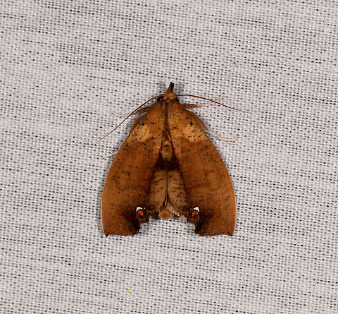 Goniapteryx servia - top view, La Isla Escondida, Colombia Side view:
https://www.jungledragon.com/image/70735/moth_077_la_isla_escondida_colombia.html Colombia,Colombia 2018,Colombia South,Goniapteryx servia,La Isla Escondida,Putumayo,South America,World