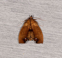 Goniapteryx servia - top view, La Isla Escondida, Colombia Side view:<br />
https://www.jungledragon.com/image/70735/moth_077_la_isla_escondida_colombia.html Colombia,Colombia 2018,Colombia South,Goniapteryx servia,La Isla Escondida,Putumayo,South America,World