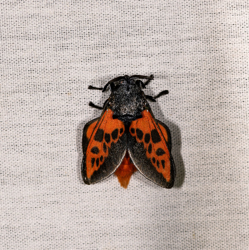 Edebessa bicolor, La Isla Escondida, Colombia  Colombia,Colombia 2018,Colombia South,Edebessa bicolor,Fall,Geotagged,La Isla Escondida,Putumayo,South America,World