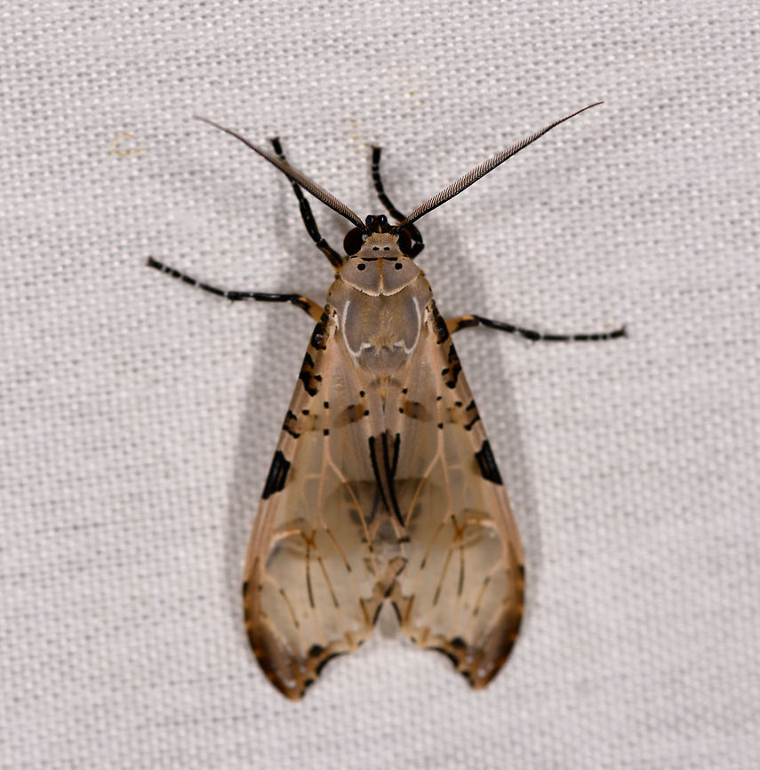 Psychophasma erosa, La Isla Escondida, Colombia  Colombia,Colombia 2018,Colombia South,Fall,Geotagged,La Isla Escondida,Psychophasma,Psychophasma erosa,Putumayo,South America,World