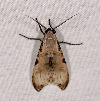 Psychophasma erosa, La Isla Escondida, Colombia  Colombia,Colombia 2018,Colombia South,Fall,Geotagged,La Isla Escondida,Psychophasma,Psychophasma erosa,Putumayo,South America,World