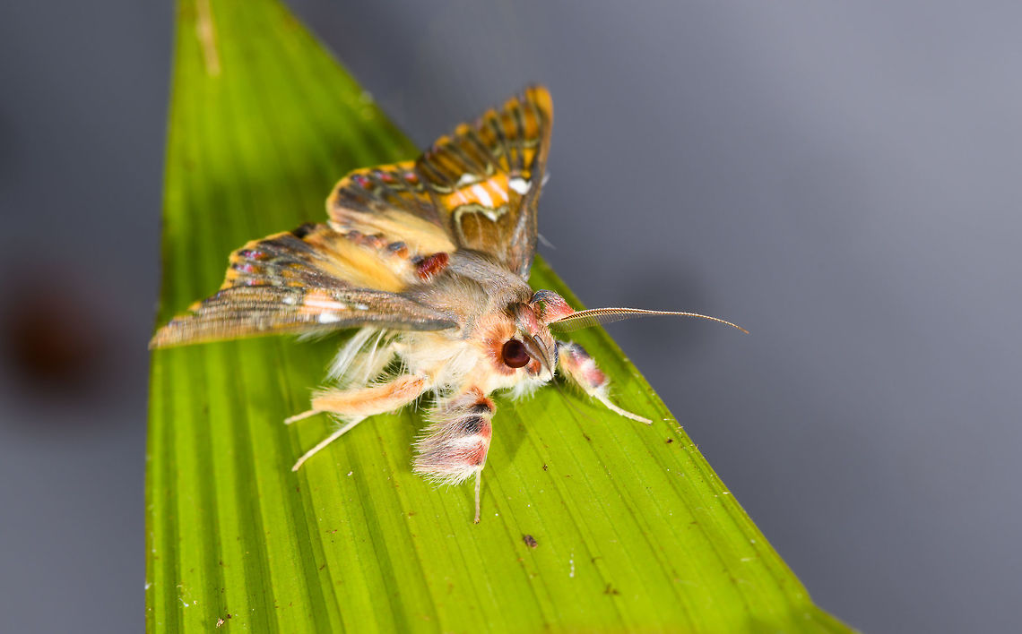 Walker's moth on leaf, La Isla Escondida, Colombia Same species:<br />
<figure class="photo"><a href="https://www.jungledragon.com/image/70583/walkers_moth_-_top_view_1_la_isla_escondida_colombia.html" title="Walker&#039;s moth - top view 1, La Isla Escondida, Colombia"><img src="https://s3.amazonaws.com/media.jungledragon.com/images/2/70583_thumb.jpg?AWSAccessKeyId=05GMT0V3GWVNE7GGM1R2&Expires=1767225610&Signature=uUcA8rl93GjXo9hkC1cKwKMyX6M%3D" width="200" height="198" alt="Walker&#039;s moth - top view 1, La Isla Escondida, Colombia Why pick a fashion style when you can just combine ALL fashion styles. Same species:<br />
https://www.jungledragon.com/image/70589/moth_063_la_isla_escondida_colombia.html Colombia,Colombia 2018,Colombia South,Fall,Geotagged,La Isla Escondida,Putumayo,Sosxetra grata,South America,Walker&#039;s moth,World" /></a></figure><br />
<figure class="photo"><a href="https://www.jungledragon.com/image/70591/walkers_moth_-_top_view_la_isla_escondida_colombia.html" title="Walker&#039;s moth - top view, La Isla Escondida, Colombia"><img src="https://s3.amazonaws.com/media.jungledragon.com/images/2/70591_thumb.jpg?AWSAccessKeyId=05GMT0V3GWVNE7GGM1R2&Expires=1767225610&Signature=xKeHjuBepTm2zO7iuX%2F0bKQIzbE%3D" width="130" height="152" alt="Walker&#039;s moth - top view, La Isla Escondida, Colombia https://www.jungledragon.com/image/70589/moth_063_la_isla_escondida_colombia.html Colombia,Colombia 2018,Colombia South,Fall,Geotagged,La Isla Escondida,Putumayo,Sosxetra grata,South America,Walker&#039;s moth,World" /></a></figure> Colombia,Colombia 2018,Colombia South,Fall,Geotagged,La Isla Escondida,Putumayo,Sosxetra grata,South America,Walker's moth,World