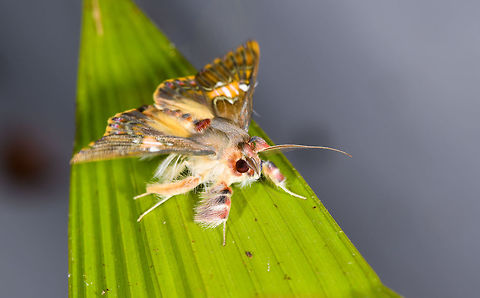 Walker's moth on leaf, La Isla Escondida, Colombia Same species:
https://www.jungledragon.com/image/70583/moth_057_la_isla_escondida_colombia.html
https://www.jungledragon.com/image/70591/moth_065_la_isla_escondida_colombia.html Colombia,Colombia 2018,Colombia South,Fall,Geotagged,La Isla Escondida,Putumayo,Sosxetra grata,South America,Walker's moth,World