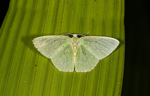 Red-bordered emerald, La Isla Escondida, Colombia  Colombia,Colombia 2018,Colombia South,Fall,Geotagged,La Isla Escondida,Nemoria lixaria,Putumayo,South America,World