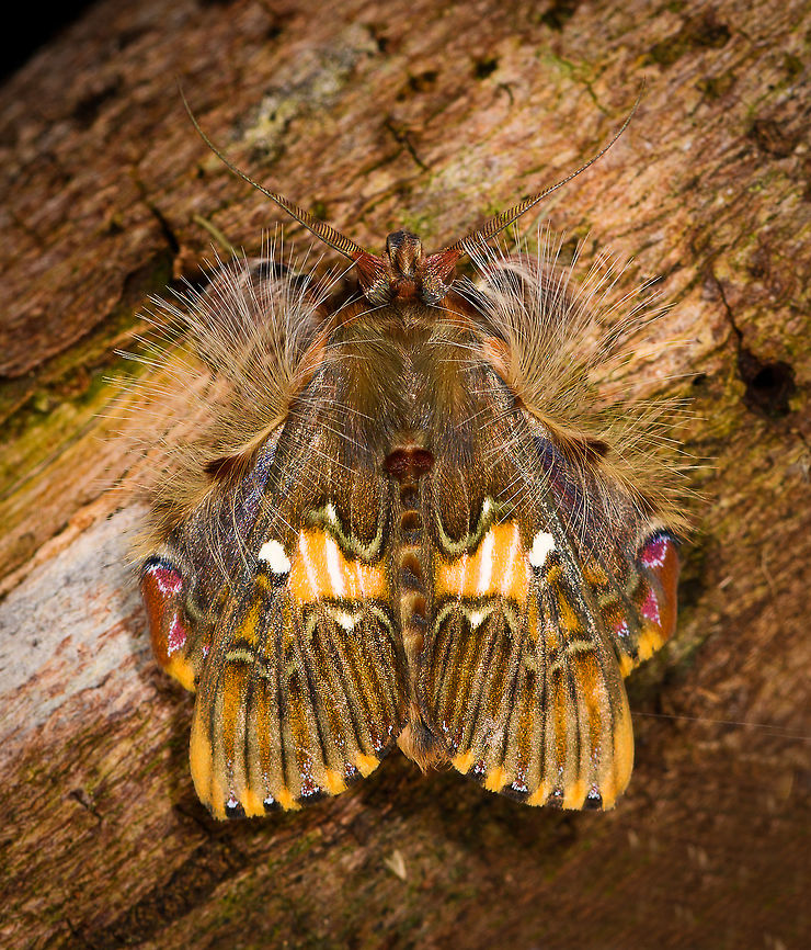 Walker's moth - top view, La Isla Escondida, Colombia <figure class="photo"><a href="https://www.jungledragon.com/image/70589/walkers_moth_on_leaf_la_isla_escondida_colombia.html" title="Walker&#039;s moth on leaf, La Isla Escondida, Colombia"><img src="https://s3.amazonaws.com/media.jungledragon.com/images/2/70589_thumb.jpg?AWSAccessKeyId=05GMT0V3GWVNE7GGM1R2&Expires=1767225610&Signature=jFnbdeDkIwTK0bBw6UQlZDGNTlg%3D" width="200" height="126" alt="Walker&#039;s moth on leaf, La Isla Escondida, Colombia Same species:<br />
https://www.jungledragon.com/image/70583/moth_057_la_isla_escondida_colombia.html<br />
https://www.jungledragon.com/image/70591/moth_065_la_isla_escondida_colombia.html Colombia,Colombia 2018,Colombia South,Fall,Geotagged,La Isla Escondida,Putumayo,Sosxetra grata,South America,Walker&#039;s moth,World" /></a></figure> Colombia,Colombia 2018,Colombia South,Fall,Geotagged,La Isla Escondida,Putumayo,Sosxetra grata,South America,Walker's moth,World