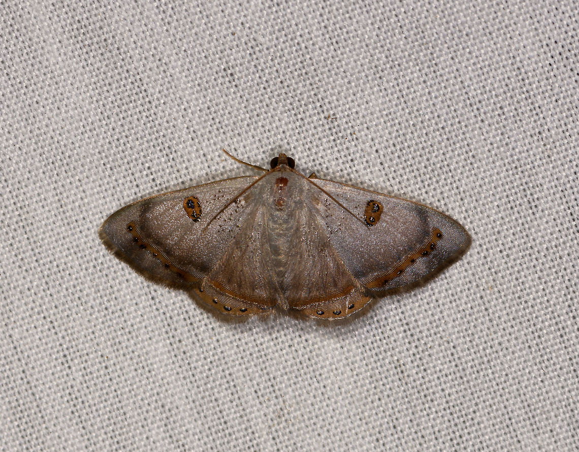 Argyrotome prospectata, La Isla Escondida, Colombia  Argyrotome prospectata,Colombia,Colombia 2018,Colombia South,Fall,Geotagged,La Isla Escondida,Putumayo,South America,World