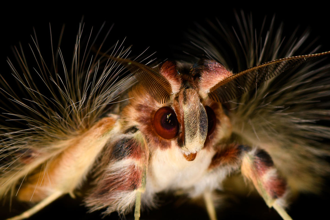 Walker's moth - macro, La Isla Escondida, Colombia  Colombia,Colombia 2018,Colombia South,Fall,Geotagged,La Isla Escondida,Putumayo,Sosxetra grata,South America,Walker's moth,World