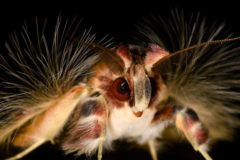 Walker's moth - macro, La Isla Escondida, Colombia  Colombia,Colombia 2018,Colombia South,Fall,Geotagged,La Isla Escondida,Putumayo,Sosxetra grata,South America,Walker's moth,World