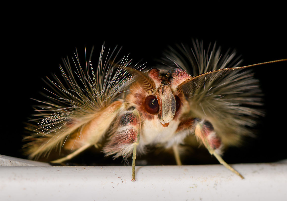 Walker's moth - front, La Isla Escondida, Colombia  Colombia,Colombia 2018,Colombia South,Fall,Geotagged,La Isla Escondida,Putumayo,Sosxetra grata,South America,Walker's moth,World