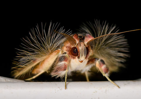 Walker's moth - front, La Isla Escondida, Colombia  Colombia,Colombia 2018,Colombia South,Fall,Geotagged,La Isla Escondida,Putumayo,Sosxetra grata,South America,Walker's moth,World