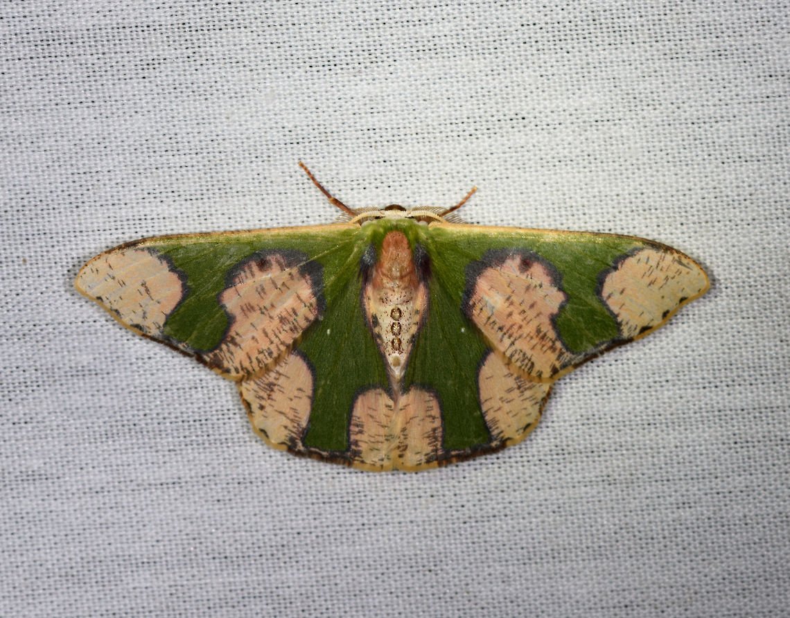 Blotch-marked Emerald, La Isla Escondida, Colombia  Blotch-marked Emerald,Colombia,Colombia 2018,Colombia South,Fall,Geotagged,La Isla Escondida,Oospila albicoma,Putumayo,South America,World