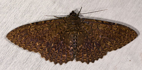 Letis alauda, La Isla Escondida, Colombia  Colombia,Colombia 2018,Colombia South,La Isla Escondida,Letis alauda,Putumayo,South America,World