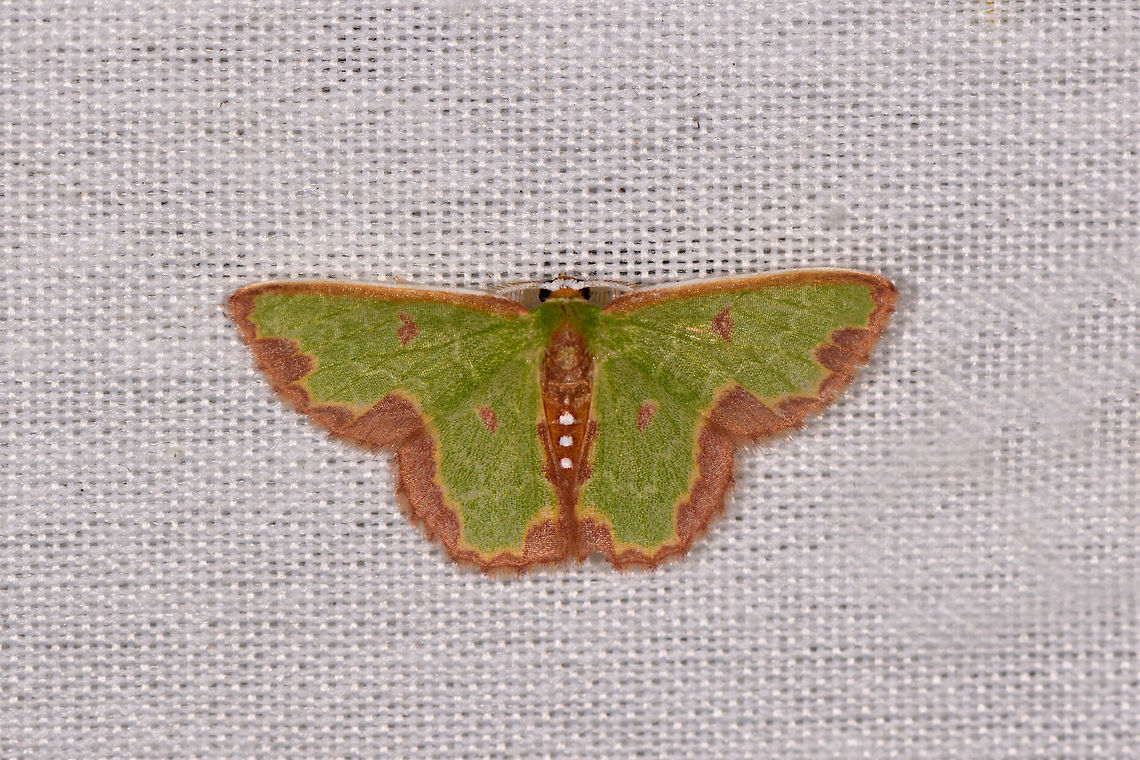 Dependens Emerald Moth, La Isla Escondida, Colombia  Colombia,Colombia 2018,Colombia South,Dependens Emerald Moth,Fall,Geotagged,La Isla Escondida,Putumayo,Racheospila dependens,South America,World