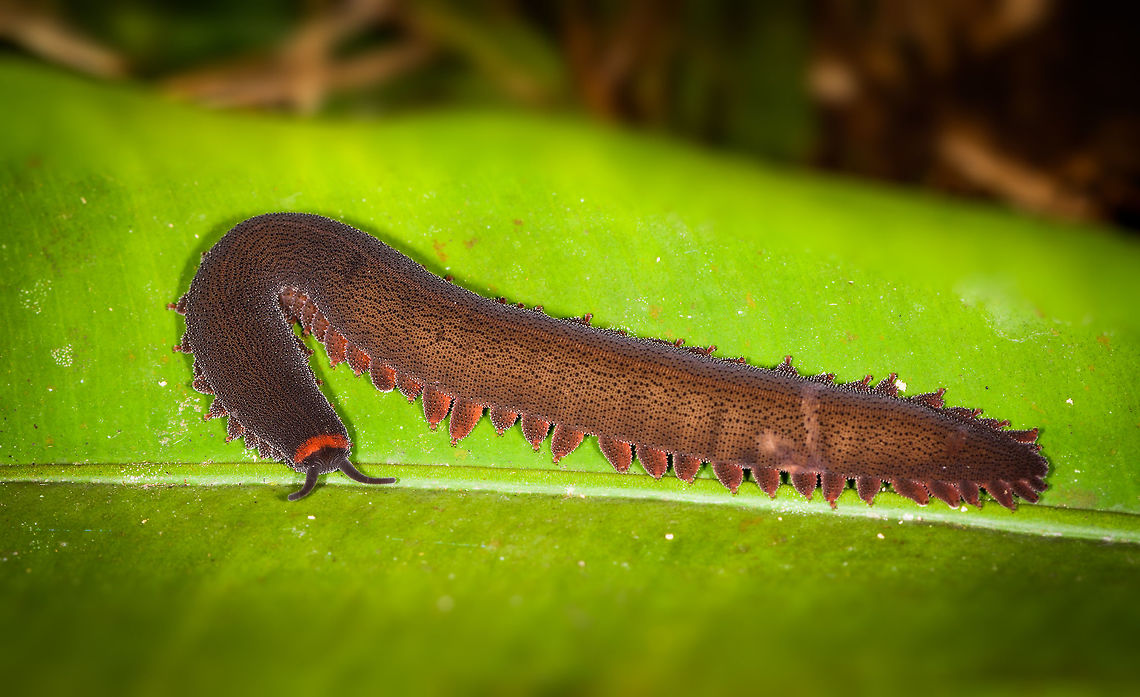 Velvet Worm, Peripatidae sp., La Isla Escondida, Colombia <figure class="photo"><a href="https://www.jungledragon.com/image/70653/velvet_worm_peripatidae_sp._-_closeup_la_isla_escondida_colombia.html" title="Velvet Worm, Peripatidae sp. - closeup, La Isla Escondida, Colombia"><img src="https://s3.amazonaws.com/media.jungledragon.com/images/2/70653_thumb.jpg?AWSAccessKeyId=05GMT0V3GWVNE7GGM1R2&Expires=1770854410&Signature=ca9sgt4OT%2FbupLZ8btK0sCdOBiU%3D" width="200" height="198" alt="Velvet Worm, Peripatidae sp. - closeup, La Isla Escondida, Colombia https://www.jungledragon.com/image/70652/velvet_worm_peripatidae_sp._la_isla_escondida_colombia.html<br />
During moth night 1 at La Isla Escondida our guides kept bringing frogs whilst we were very occupied photographing hundreds of moths so we got into the habit of quickly photographing the frog so that we could continue mothing. On this absurdly productive night, this slipped in. Clearly not a frog, yet we treated it with just as much haste. I'm still glad we at least captured it as for us personally, it's an entirely new category never seen or photographed before. <br />
<br />
Everybody keeps telling me how special they are so I did some reading, hereby a dumbed down list of cool facts about velvet worms based on my limited understanding of them:<br />
<br />
1. They are named velvet worms because of their skin, which has microscopic protrusions and bristles giving it a velvet look. A velvet worm needs to be constantly hydrated as it will lose 1/3 of its body weight in a matter of hours during drought. That's why it usually found in the tropics, on wet soil. It has no exoskeleton. It's skin is so thin (1 micrometer) that it traps a layer of air, which rejects water. A Velvet Worm therefore is always dry on the outside. <br />
<br />
2. They have a unique method to hunt to compensate for their slow pace: they fire glue strings at targets. The substance only becomes glue when it is in contact with air, therefore the Velvet Worm is immune to it. Even if it would hit itself, it slides right of due to its unique (yet vulnerable) skin. Range of the shot is 30-50cm. The glue spreads like a net, therefore a precise aim is not needed. If it's a hit, the victom is immobilized. It will then be opened using the mouth parts, injected with a digestive protein to dissolve the insides, and then sucked dry. It's a good thing that it doesn't need to aim well, because it doesn't aim at all. There's no muscles to give the shot direction, direction is random as the fluid moves through the body of the Velvet Worm, creating waves of glue that could go in any direction.<br />
<br />
3. Their legs are not real legs, they are pseudo-legs which lack joints sometimes called balloon legs. They are appendages without any fixed structure and flexibly move in any direction and can even change shape. At the end of each leg is a retractable claw, only used for uneven terrain.<br />
<br />
4. The first velvet worm known lived 540 million years ago, and they have hardly changed during that half a billion years.<br />
<br />
5. They are not insects, and also not arthropods. Scientists have been considering velvet worms to be the missing link between worms living in the sea, and current insects. Strangely, science does not know the ancestor to insects, as the first insects known to science were already fully developed with wings. Some transitional ancestor must have existed before that, and velvet worms can be an answer. Current insights dismiss the velvet worm to be the missing link, instead it is considered a Panarthropoda, a suggested clade to group Velvet Worms, Tardigrades and all Arthropods. With Velvet Worms and Tardigrades of course being the crazy weird animals.<br />
<br />
6. Some Velvet Worms have highly unusual reproductive strategies where the male seemingly randomly deposits his spermatophore on the female's body, which will then locally dissolve the skin to absorb it, and allow it to pass to her ovaries. This asexual reproduction happens based on chance, a male will equally deposit his stuff on juveniles or other males.<br />
<br />
7. There are about 200 modern species known, divided into Peripatidae (Central America and Northern South America) and Peripatopsidae (Australia, New Zealand)<br />
<br />
8. Other than a host of unique features, it's easy to distinguish from a worm for having antennae. Antennae that are thick, because they evolved from their first pair of legs. The antennae are critical to detect prey from enemies. Their second pair of legs have evolved as well, into mouth parts. And their third pair of legs have evolved into parts that shoot the silk!<br />
<br />
9. Velvet worm eyes are single lens, not composite, and only function to see radical differences in light in order to see the difference between day and night.<br />
<br />
10. Most Velvet Worms are loners, but there's one known social species: Euperipatoides rowelli. They hunt in packs, which means a glue party!<br />
<br />
<br />
So yes, I suppose we could call them very special. We're basically looking at life from half a billion years ago.<br />
<br />
https://www.youtube.com/watch?v=FbVDYSiH-Vw<br />
https://www.youtube.com/watch?v=LY8TgD6-7kg<br />
https://www.youtube.com/watch?v=42G_XzaPcPo Colombia,Colombia 2018,Colombia South,Fall,Geotagged,La Isla Escondida,Oroperipatus ecuadoriensis,Putumayo,South America,World" /></a></figure><br />
During moth night 1 at La Isla Escondida our guides kept bringing frogs whilst we were very occupied photographing hundreds of moths so we got into the habit of quickly photographing the frog so that we could continue mothing. On this absurdly productive night, this slipped in. Clearly not a frog, yet we treated it with just as much haste. I'm still glad we at least captured it as for us personally, it's an entirely new category never seen or photographed before. <br />
<br />
Everybody keeps telling me how special they are so I did some reading, hereby a dumbed down list of cool facts about velvet worms based on my limited understanding of them:<br />
<br />
1. They are named velvet worms because of their skin, which has microscopic protrusions and bristles giving it a velvet look. A velvet worm needs to be constantly hydrated as it will lose 1/3 of its body weight in a matter of hours during drought. That's why it usually found in the tropics, on wet soil. It has no exoskeleton. It's skin is so thin (1 micrometer) that it traps a layer of air, which rejects water. A Velvet Worm therefore is always dry on the outside. <br />
<br />
2. They have a unique method to hunt to compensate for their slow pace: they fire glue strings at targets. The substance only becomes glue when it is in contact with air, therefore the Velvet Worm is immune to it. Even if it would hit itself, it slides right of due to its unique (yet vulnerable) skin. Range of the shot is 30-50cm. The glue spreads like a net, therefore a precise aim is not needed. If it's a hit, the victom is immobilized. It will then be opened using the mouth parts, injected with a digestive protein to dissolve the insides, and then sucked dry. It's a good thing that it doesn't need to aim well, because it doesn't aim at all. There's no muscles to give the shot direction, direction is random as the fluid moves through the body of the Velvet Worm, creating waves of glue that could go in any direction.<br />
<br />
3. Their legs are not real legs, they are pseudo-legs which lack joints sometimes called balloon legs. They are appendages without any fixed structure and flexibly move in any direction and can even change shape. At the end of each leg is a retractable claw, only used for uneven terrain.<br />
<br />
4. The first velvet worm known lived 540 million years ago, and they have hardly changed during that half a billion years.<br />
<br />
5. They are not insects, and also not arthropods. Scientists have been considering velvet worms to be the missing link between worms living in the sea, and current insects. Strangely, science does not know the ancestor to insects, as the first insects known to science were already fully developed with wings. Some transitional ancestor must have existed before that, and velvet worms can be an answer. Current insights dismiss the velvet worm to be the missing link, instead it is considered a Panarthropoda, a suggested clade to group Velvet Worms, Tardigrades and all Arthropods. With Velvet Worms and Tardigrades of course being the crazy weird animals.<br />
<br />
6. Some Velvet Worms have highly unusual reproductive strategies where the male seemingly randomly deposits his spermatophore on the female's body, which will then locally dissolve the skin to absorb it, and allow it to pass to her ovaries. This asexual reproduction happens based on chance, a male will equally deposit his stuff on juveniles or other males.<br />
<br />
7. There are about 200 modern species known, divided into Peripatidae (Central America and Northern South America) and Peripatopsidae (Australia, New Zealand)<br />
<br />
8. Other than a host of unique features, it's easy to distinguish from a worm for having antennae. Antennae that are thick, because they evolved from their first pair of legs. The antennae are critical to detect prey from enemies. Their second pair of legs have evolved as well, into mouth parts. And their third pair of legs have evolved into parts that shoot the silk!<br />
<br />
9. Velvet worm eyes are single lens, not composite, and only function to see radical differences in light in order to see the difference between day and night.<br />
<br />
10. Most Velvet Worms are loners, but there's one known social species: Euperipatoides rowelli. They hunt in packs, which means a glue party!<br />
<br />
<br />
So yes, I suppose we could call them very special. We're basically looking at life from half a billion years ago.<br />
<br />
<section class="video"><iframe width="448" height="282" src="https://www.youtube-nocookie.com/embed/FbVDYSiH-Vw?hd=1&autoplay=0&rel=0" frameborder="0" allowfullscreen></iframe></section><br />
<section class="video"><iframe width="448" height="282" src="https://www.youtube-nocookie.com/embed/LY8TgD6-7kg?hd=1&autoplay=0&rel=0" frameborder="0" allowfullscreen></iframe></section><br />
<section class="video"><iframe width="448" height="282" src="https://www.youtube-nocookie.com/embed/42G_XzaPcPo?hd=1&autoplay=0&rel=0" frameborder="0" allowfullscreen></iframe></section><br />
 Colombia,Colombia 2018,Colombia South,Fall,Geotagged,La Isla Escondida,Oroperipatus ecuadoriensis,Putumayo,South America,World