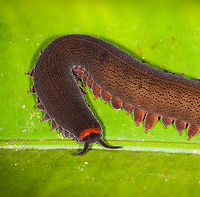 Velvet Worm, Peripatidae sp. - closeup, La Isla Escondida, Colombia https://www.jungledragon.com/image/70652/velvet_worm_peripatidae_sp._la_isla_escondida_colombia.html<br />
During moth night 1 at La Isla Escondida our guides kept bringing frogs whilst we were very occupied photographing hundreds of moths so we got into the habit of quickly photographing the frog so that we could continue mothing. On this absurdly productive night, this slipped in. Clearly not a frog, yet we treated it with just as much haste. I'm still glad we at least captured it as for us personally, it's an entirely new category never seen or photographed before. <br />
<br />
Everybody keeps telling me how special they are so I did some reading, hereby a dumbed down list of cool facts about velvet worms based on my limited understanding of them:<br />
<br />
1. They are named velvet worms because of their skin, which has microscopic protrusions and bristles giving it a velvet look. A velvet worm needs to be constantly hydrated as it will lose 1/3 of its body weight in a matter of hours during drought. That's why it usually found in the tropics, on wet soil. It has no exoskeleton. It's skin is so thin (1 micrometer) that it traps a layer of air, which rejects water. A Velvet Worm therefore is always dry on the outside. <br />
<br />
2. They have a unique method to hunt to compensate for their slow pace: they fire glue strings at targets. The substance only becomes glue when it is in contact with air, therefore the Velvet Worm is immune to it. Even if it would hit itself, it slides right of due to its unique (yet vulnerable) skin. Range of the shot is 30-50cm. The glue spreads like a net, therefore a precise aim is not needed. If it's a hit, the victom is immobilized. It will then be opened using the mouth parts, injected with a digestive protein to dissolve the insides, and then sucked dry. It's a good thing that it doesn't need to aim well, because it doesn't aim at all. There's no muscles to give the shot direction, direction is random as the fluid moves through the body of the Velvet Worm, creating waves of glue that could go in any direction.<br />
<br />
3. Their legs are not real legs, they are pseudo-legs which lack joints sometimes called balloon legs. They are appendages without any fixed structure and flexibly move in any direction and can even change shape. At the end of each leg is a retractable claw, only used for uneven terrain.<br />
<br />
4. The first velvet worm known lived 540 million years ago, and they have hardly changed during that half a billion years.<br />
<br />
5. They are not insects, and also not arthropods. Scientists have been considering velvet worms to be the missing link between worms living in the sea, and current insects. Strangely, science does not know the ancestor to insects, as the first insects known to science were already fully developed with wings. Some transitional ancestor must have existed before that, and velvet worms can be an answer. Current insights dismiss the velvet worm to be the missing link, instead it is considered a Panarthropoda, a suggested clade to group Velvet Worms, Tardigrades and all Arthropods. With Velvet Worms and Tardigrades of course being the crazy weird animals.<br />
<br />
6. Some Velvet Worms have highly unusual reproductive strategies where the male seemingly randomly deposits his spermatophore on the female's body, which will then locally dissolve the skin to absorb it, and allow it to pass to her ovaries. This asexual reproduction happens based on chance, a male will equally deposit his stuff on juveniles or other males.<br />
<br />
7. There are about 200 modern species known, divided into Peripatidae (Central America and Northern South America) and Peripatopsidae (Australia, New Zealand)<br />
<br />
8. Other than a host of unique features, it's easy to distinguish from a worm for having antennae. Antennae that are thick, because they evolved from their first pair of legs. The antennae are critical to detect prey from enemies. Their second pair of legs have evolved as well, into mouth parts. And their third pair of legs have evolved into parts that shoot the silk!<br />
<br />
9. Velvet worm eyes are single lens, not composite, and only function to see radical differences in light in order to see the difference between day and night.<br />
<br />
10. Most Velvet Worms are loners, but there's one known social species: Euperipatoides rowelli. They hunt in packs, which means a glue party!<br />
<br />
<br />
So yes, I suppose we could call them very special. We're basically looking at life from half a billion years ago.<br />
<br />
https://www.youtube.com/watch?v=FbVDYSiH-Vw<br />
https://www.youtube.com/watch?v=LY8TgD6-7kg<br />
https://www.youtube.com/watch?v=42G_XzaPcPo Colombia,Colombia 2018,Colombia South,Fall,Geotagged,La Isla Escondida,Oroperipatus ecuadoriensis,Putumayo,South America,World