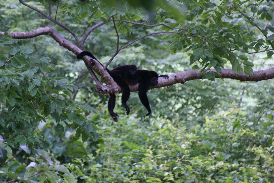 Howler monkey has a lazy afternoon A mother and baby howler monkey enjoying a moment of piece. Alouatta caraya,Baby,Black howler,Costa Rica,Howler Monkey,Mammalia,Monkeys