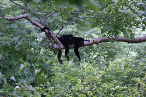 Howler monkey has a lazy afternoon A mother and baby howler monkey enjoying a moment of piece. Alouatta caraya,Baby,Black howler,Costa Rica,Howler Monkey,Mammalia,Monkeys