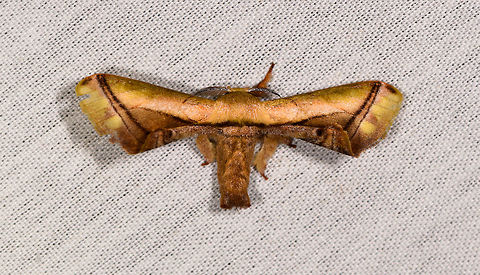 Epia lebethra, La Isla Escondida, Colombia Same species as seen here:
https://www.jungledragon.com/image/70508/moth_033_la_isla_escondida_colombia.html Colombia,Colombia 2018,Colombia South,Epia lebethra,Fall,Geotagged,La Isla Escondida,Putumayo,South America,World