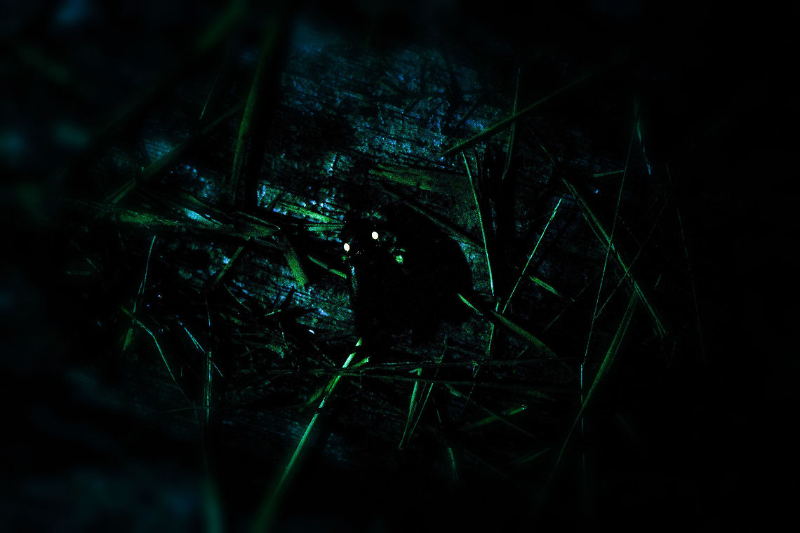 Firefly, La Isla Escondida, Colombia  Colombia,Colombia 2018,Colombia South,La Isla Escondida,Putumayo,South America,World