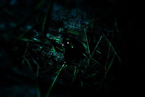 Firefly, La Isla Escondida, Colombia  Colombia,Colombia 2018,Colombia South,La Isla Escondida,Putumayo,South America,World