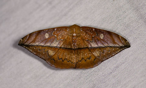 Oxydia translinquens, La Isla Escondida, Colombia  Colombia,Colombia 2018,Colombia South,Fall,Geotagged,La Isla Escondida,Oxydia translinquens,Putumayo,South America,World