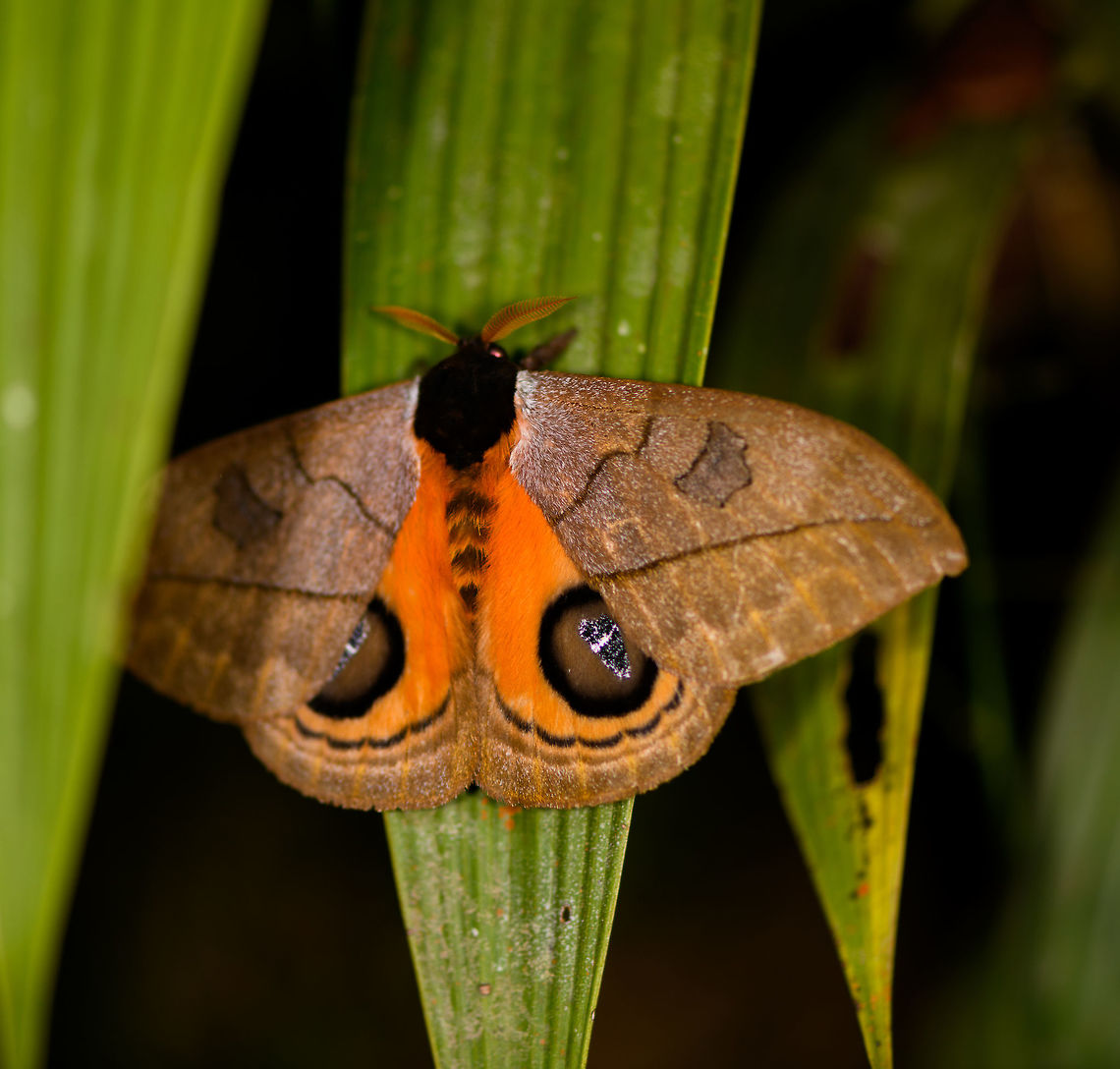 Automeris excreta, La Isla Escondida, Colombia  Automeris excreta,Colombia,Colombia 2018,Colombia South,La Isla Escondida,Putumayo,South America,World