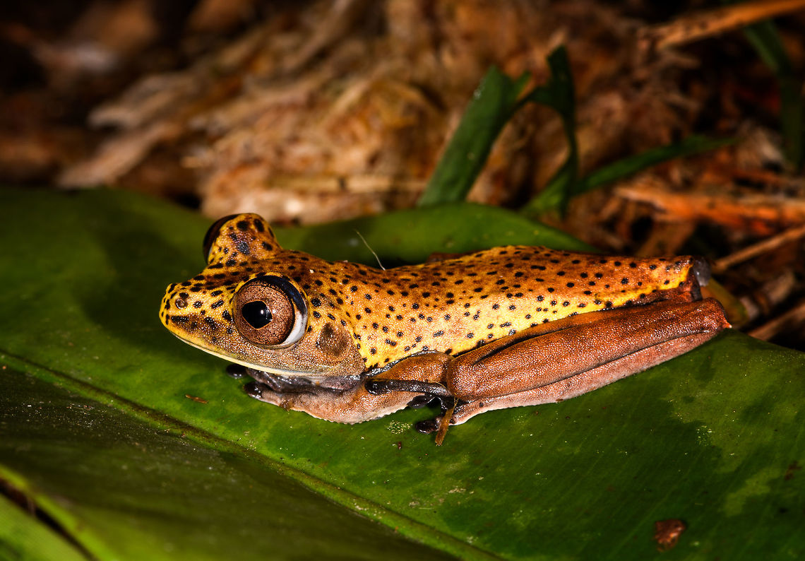 Map Tree Frog - side view, La Isla Escondida, Colombia Presumed species, will verify it.<br />
<figure class="photo"><a href="https://www.jungledragon.com/image/70729/map_tree_frog_-_front_view_la_isla_escondida_colombia.html" title="Map Tree Frog - front view, La Isla Escondida, Colombia"><img src="https://s3.amazonaws.com/media.jungledragon.com/images/2/70729_thumb.jpg?AWSAccessKeyId=05GMT0V3GWVNE7GGM1R2&Expires=1759968010&Signature=8x2f1WQWe4R%2BKyLTsG9hgJitYiY%3D" width="200" height="174" alt="Map Tree Frog - front view, La Isla Escondida, Colombia Presumed species, will verify it.<br />
https://www.jungledragon.com/image/70728/map_tree_frog_-_side_view_la_isla_escondida_colombia.html<br />
https://www.jungledragon.com/image/70731/map_tree_frog_la_isla_escondida_colombia.html<br />
https://www.jungledragon.com/image/70730/map_tree_frog_-_top_view_la_isla_escondida_colombia.html Boana geographica,Colombia,Colombia 2018,Colombia South,Fall,Geotagged,La Isla Escondida,Map tree frog,Putumayo,South America,World" /></a></figure><br />
<figure class="photo"><a href="https://www.jungledragon.com/image/70731/map_tree_frog_la_isla_escondida_colombia.html" title="Map Tree Frog, La Isla Escondida, Colombia"><img src="https://s3.amazonaws.com/media.jungledragon.com/images/2/70731_thumb.jpg?AWSAccessKeyId=05GMT0V3GWVNE7GGM1R2&Expires=1759968010&Signature=AdKkIK7L7oTwLkAK9wJ3X8qxXIo%3D" width="200" height="200" alt="Map Tree Frog, La Isla Escondida, Colombia Presumed species, will verify it.<br />
https://www.jungledragon.com/image/70728/map_tree_frog_-_side_view_la_isla_escondida_colombia.html<br />
https://www.jungledragon.com/image/70729/map_tree_frog_-_front_view_la_isla_escondida_colombia.html<br />
https://www.jungledragon.com/image/70730/map_tree_frog_-_top_view_la_isla_escondida_colombia.html Boana geographica,Colombia,Colombia 2018,Colombia South,Fall,Geotagged,La Isla Escondida,Map tree frog,Putumayo,South America,World" /></a></figure><br />
<figure class="photo"><a href="https://www.jungledragon.com/image/70730/map_tree_frog_-_top_view_la_isla_escondida_colombia.html" title="Map Tree Frog - top view, La Isla Escondida, Colombia"><img src="https://s3.amazonaws.com/media.jungledragon.com/images/2/70730_thumb.jpg?AWSAccessKeyId=05GMT0V3GWVNE7GGM1R2&Expires=1759968010&Signature=uNMb4M%2BDxqq85BHO5wBRv%2Fr%2B1Xs%3D" width="102" height="152" alt="Map Tree Frog - top view, La Isla Escondida, Colombia Presumed species, will verify it.<br />
https://www.jungledragon.com/image/70728/map_tree_frog_-_side_view_la_isla_escondida_colombia.html<br />
https://www.jungledragon.com/image/70729/map_tree_frog_-_front_view_la_isla_escondida_colombia.html<br />
https://www.jungledragon.com/image/70731/map_tree_frog_la_isla_escondida_colombia.html Boana geographica,Colombia,Colombia 2018,Colombia South,Fall,Geotagged,La Isla Escondida,Map tree frog,Putumayo,South America,World" /></a></figure> Boana geographica,Colombia,Colombia 2018,Colombia South,Fall,Geotagged,La Isla Escondida,Map tree frog,Putumayo,South America,World