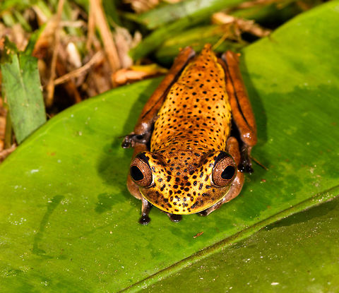 Map Tree Frog - front view, La Isla Escondida, Colombia Presumed species, will verify it.
https://www.jungledragon.com/image/70728/map_tree_frog_-_side_view_la_isla_escondida_colombia.html
https://www.jungledragon.com/image/70731/map_tree_frog_la_isla_escondida_colombia.html
https://www.jungledragon.com/image/70730/map_tree_frog_-_top_view_la_isla_escondida_colombia.html Boana geographica,Colombia,Colombia 2018,Colombia South,Fall,Geotagged,La Isla Escondida,Map tree frog,Putumayo,South America,World