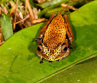 Map Tree Frog - front view, La Isla Escondida, Colombia Presumed species, will verify it.<br />
https://www.jungledragon.com/image/70728/map_tree_frog_-_side_view_la_isla_escondida_colombia.html<br />
https://www.jungledragon.com/image/70731/map_tree_frog_la_isla_escondida_colombia.html<br />
https://www.jungledragon.com/image/70730/map_tree_frog_-_top_view_la_isla_escondida_colombia.html Boana geographica,Colombia,Colombia 2018,Colombia South,Fall,Geotagged,La Isla Escondida,Map tree frog,Putumayo,South America,World