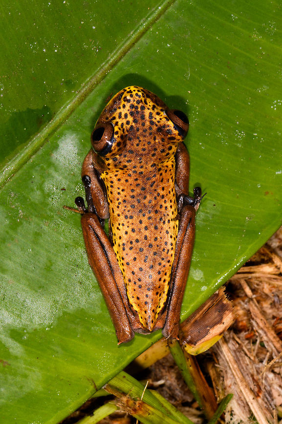 Map Tree Frog - top view, La Isla Escondida, Colombia Presumed species, will verify it.<br />
<figure class="photo"><a href="https://www.jungledragon.com/image/70728/map_tree_frog_-_side_view_la_isla_escondida_colombia.html" title="Map Tree Frog - side view, La Isla Escondida, Colombia"><img src="https://s3.amazonaws.com/media.jungledragon.com/images/2/70728_thumb.jpg?AWSAccessKeyId=05GMT0V3GWVNE7GGM1R2&Expires=1759968010&Signature=PhjC7bbQtt2hqJXDA2aUMSRkcFY%3D" width="200" height="140" alt="Map Tree Frog - side view, La Isla Escondida, Colombia Presumed species, will verify it.<br />
https://www.jungledragon.com/image/70729/map_tree_frog_-_front_view_la_isla_escondida_colombia.html<br />
https://www.jungledragon.com/image/70731/map_tree_frog_la_isla_escondida_colombia.html<br />
https://www.jungledragon.com/image/70730/map_tree_frog_-_top_view_la_isla_escondida_colombia.html Boana geographica,Colombia,Colombia 2018,Colombia South,Fall,Geotagged,La Isla Escondida,Map tree frog,Putumayo,South America,World" /></a></figure><br />
<figure class="photo"><a href="https://www.jungledragon.com/image/70729/map_tree_frog_-_front_view_la_isla_escondida_colombia.html" title="Map Tree Frog - front view, La Isla Escondida, Colombia"><img src="https://s3.amazonaws.com/media.jungledragon.com/images/2/70729_thumb.jpg?AWSAccessKeyId=05GMT0V3GWVNE7GGM1R2&Expires=1759968010&Signature=8x2f1WQWe4R%2BKyLTsG9hgJitYiY%3D" width="200" height="174" alt="Map Tree Frog - front view, La Isla Escondida, Colombia Presumed species, will verify it.<br />
https://www.jungledragon.com/image/70728/map_tree_frog_-_side_view_la_isla_escondida_colombia.html<br />
https://www.jungledragon.com/image/70731/map_tree_frog_la_isla_escondida_colombia.html<br />
https://www.jungledragon.com/image/70730/map_tree_frog_-_top_view_la_isla_escondida_colombia.html Boana geographica,Colombia,Colombia 2018,Colombia South,Fall,Geotagged,La Isla Escondida,Map tree frog,Putumayo,South America,World" /></a></figure><br />
<figure class="photo"><a href="https://www.jungledragon.com/image/70731/map_tree_frog_la_isla_escondida_colombia.html" title="Map Tree Frog, La Isla Escondida, Colombia"><img src="https://s3.amazonaws.com/media.jungledragon.com/images/2/70731_thumb.jpg?AWSAccessKeyId=05GMT0V3GWVNE7GGM1R2&Expires=1759968010&Signature=AdKkIK7L7oTwLkAK9wJ3X8qxXIo%3D" width="200" height="200" alt="Map Tree Frog, La Isla Escondida, Colombia Presumed species, will verify it.<br />
https://www.jungledragon.com/image/70728/map_tree_frog_-_side_view_la_isla_escondida_colombia.html<br />
https://www.jungledragon.com/image/70729/map_tree_frog_-_front_view_la_isla_escondida_colombia.html<br />
https://www.jungledragon.com/image/70730/map_tree_frog_-_top_view_la_isla_escondida_colombia.html Boana geographica,Colombia,Colombia 2018,Colombia South,Fall,Geotagged,La Isla Escondida,Map tree frog,Putumayo,South America,World" /></a></figure> Boana geographica,Colombia,Colombia 2018,Colombia South,Fall,Geotagged,La Isla Escondida,Map tree frog,Putumayo,South America,World