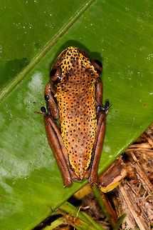 Map Tree Frog - top view, La Isla Escondida, Colombia Presumed species, will verify it.
https://www.jungledragon.com/image/70728/map_tree_frog_-_side_view_la_isla_escondida_colombia.html
https://www.jungledragon.com/image/70729/map_tree_frog_-_front_view_la_isla_escondida_colombia.html
https://www.jungledragon.com/image/70731/map_tree_frog_la_isla_escondida_colombia.html Boana geographica,Colombia,Colombia 2018,Colombia South,Fall,Geotagged,La Isla Escondida,Map tree frog,Putumayo,South America,World