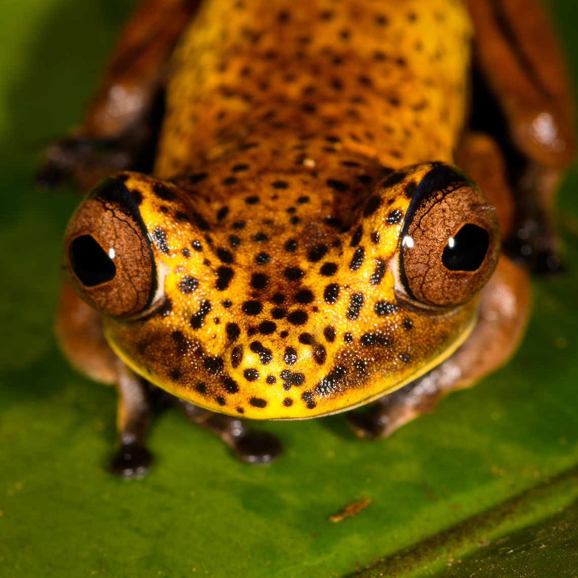 Map Tree Frog, La Isla Escondida, Colombia Presumed species, will verify it.<br />
<figure class="photo"><a href="https://www.jungledragon.com/image/70728/map_tree_frog_-_side_view_la_isla_escondida_colombia.html" title="Map Tree Frog - side view, La Isla Escondida, Colombia"><img src="https://s3.amazonaws.com/media.jungledragon.com/images/2/70728_thumb.jpg?AWSAccessKeyId=05GMT0V3GWVNE7GGM1R2&Expires=1759968010&Signature=PhjC7bbQtt2hqJXDA2aUMSRkcFY%3D" width="200" height="140" alt="Map Tree Frog - side view, La Isla Escondida, Colombia Presumed species, will verify it.<br />
https://www.jungledragon.com/image/70729/map_tree_frog_-_front_view_la_isla_escondida_colombia.html<br />
https://www.jungledragon.com/image/70731/map_tree_frog_la_isla_escondida_colombia.html<br />
https://www.jungledragon.com/image/70730/map_tree_frog_-_top_view_la_isla_escondida_colombia.html Boana geographica,Colombia,Colombia 2018,Colombia South,Fall,Geotagged,La Isla Escondida,Map tree frog,Putumayo,South America,World" /></a></figure><br />
<figure class="photo"><a href="https://www.jungledragon.com/image/70729/map_tree_frog_-_front_view_la_isla_escondida_colombia.html" title="Map Tree Frog - front view, La Isla Escondida, Colombia"><img src="https://s3.amazonaws.com/media.jungledragon.com/images/2/70729_thumb.jpg?AWSAccessKeyId=05GMT0V3GWVNE7GGM1R2&Expires=1759968010&Signature=8x2f1WQWe4R%2BKyLTsG9hgJitYiY%3D" width="200" height="174" alt="Map Tree Frog - front view, La Isla Escondida, Colombia Presumed species, will verify it.<br />
https://www.jungledragon.com/image/70728/map_tree_frog_-_side_view_la_isla_escondida_colombia.html<br />
https://www.jungledragon.com/image/70731/map_tree_frog_la_isla_escondida_colombia.html<br />
https://www.jungledragon.com/image/70730/map_tree_frog_-_top_view_la_isla_escondida_colombia.html Boana geographica,Colombia,Colombia 2018,Colombia South,Fall,Geotagged,La Isla Escondida,Map tree frog,Putumayo,South America,World" /></a></figure><br />
<figure class="photo"><a href="https://www.jungledragon.com/image/70730/map_tree_frog_-_top_view_la_isla_escondida_colombia.html" title="Map Tree Frog - top view, La Isla Escondida, Colombia"><img src="https://s3.amazonaws.com/media.jungledragon.com/images/2/70730_thumb.jpg?AWSAccessKeyId=05GMT0V3GWVNE7GGM1R2&Expires=1759968010&Signature=uNMb4M%2BDxqq85BHO5wBRv%2Fr%2B1Xs%3D" width="102" height="152" alt="Map Tree Frog - top view, La Isla Escondida, Colombia Presumed species, will verify it.<br />
https://www.jungledragon.com/image/70728/map_tree_frog_-_side_view_la_isla_escondida_colombia.html<br />
https://www.jungledragon.com/image/70729/map_tree_frog_-_front_view_la_isla_escondida_colombia.html<br />
https://www.jungledragon.com/image/70731/map_tree_frog_la_isla_escondida_colombia.html Boana geographica,Colombia,Colombia 2018,Colombia South,Fall,Geotagged,La Isla Escondida,Map tree frog,Putumayo,South America,World" /></a></figure> Boana geographica,Colombia,Colombia 2018,Colombia South,Fall,Geotagged,La Isla Escondida,Map tree frog,Putumayo,South America,World
