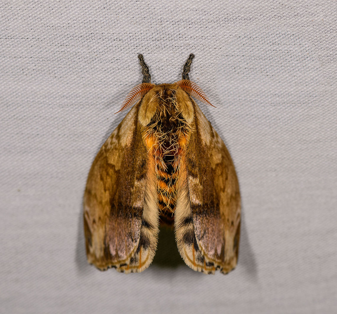 Molippa simillima, La Isla Escondida, Colombia  Colombia,Colombia 2018,Colombia South,Fall,Geotagged,La Isla Escondida,Molippa simillima,Putumayo,South America,World