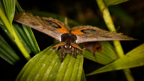 Automeris excreta, La Isla Escondida, Colombia You summoned us? State your business! Automeris excreta,Colombia,Colombia 2018,Colombia South,La Isla Escondida,Putumayo,South America,World