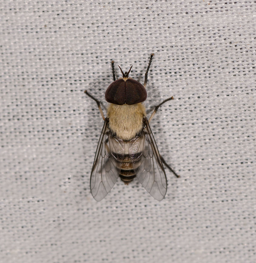 Leucotabanus exaestuans, La Isla Escondida, Colombia Update: tentative ID based on:<br />
<a href="https://www.inaturalist.org/observations/106704753" rel="nofollow">https://www.inaturalist.org/observations/106704753</a> Colombia,Colombia 2018,Colombia South,La Isla Escondida,Leucotabanus exaestuans,Putumayo,South America,World