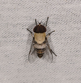 Leucotabanus exaestuans, La Isla Escondida, Colombia Update: tentative ID based on:
https://www.inaturalist.org/observations/106704753 Colombia,Colombia 2018,Colombia South,La Isla Escondida,Leucotabanus exaestuans,Putumayo,South America,World