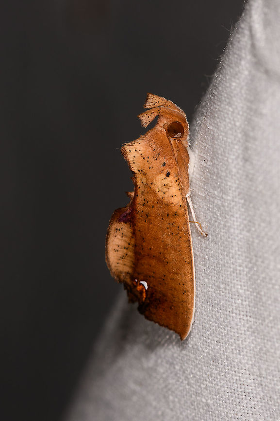 Goniapteryx servia, La Isla Escondida, Colombia Side view of this:<br />
<figure class="photo"><a href="https://www.jungledragon.com/image/70586/goniapteryx_servia_-_top_view_la_isla_escondida_colombia.html" title="Goniapteryx servia - top view, La Isla Escondida, Colombia"><img src="https://s3.amazonaws.com/media.jungledragon.com/images/2/70586_thumb.jpg?AWSAccessKeyId=05GMT0V3GWVNE7GGM1R2&Expires=1765411210&Signature=qiShLOfoHowZn6QPqdIrTSUOU%2BE%3D" width="200" height="186" alt="Goniapteryx servia - top view, La Isla Escondida, Colombia Side view:<br />
https://www.jungledragon.com/image/70735/moth_077_la_isla_escondida_colombia.html Colombia,Colombia 2018,Colombia South,Goniapteryx servia,La Isla Escondida,Putumayo,South America,World" /></a></figure> Colombia,Colombia 2018,Colombia South,Fall,Geotagged,Goniapteryx servia,La Isla Escondida,Putumayo,South America,World