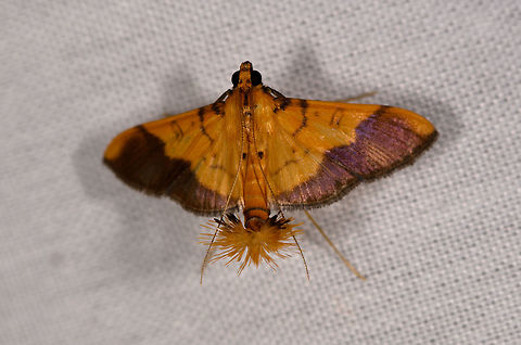 Bicolored pyrausta moth, La Isla Escondida, Colombia Sorry for the poor shot, uploading it for possible species value. I'm thinking this is a cambridge snout moth. Frontal view:
https://www.jungledragon.com/image/70737/moth_079_la_isla_escondida_colombia.html Colombia,Colombia 2018,Colombia South,Fall,Geotagged,La Isla Escondida,Putumayo,Pyrausta bicoloralis,South America,World