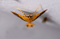 Bicolored pyrausta moth, La Isla Escondida, Colombia Frontal view of this one:<br />
https://www.jungledragon.com/image/70736/moth_078_la_isla_escondida_colombia.html Bicolored pyrausta moth,Colombia,Colombia 2018,Colombia South,Fall,Geotagged,La Isla Escondida,Putumayo,Pyrausta bicoloralis,South America,World